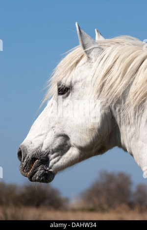 Profil de la tête de cheval de Camargue Banque D'Images