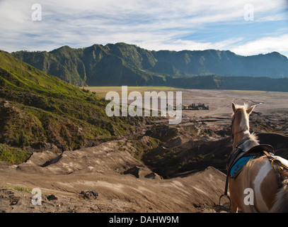 Cheval dans la mer de sable dans la base de Bromo cratère Banque D'Images