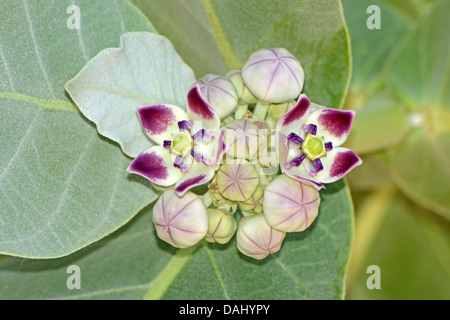 Fleur de pomme de Sodome, Calotropis procera, Israël Banque D'Images