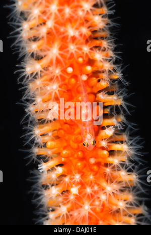 Grand fouet goby, Bryaninops grand, le Détroit de Lembeh, Sulawesi, Indonésie, Pacifique Banque D'Images