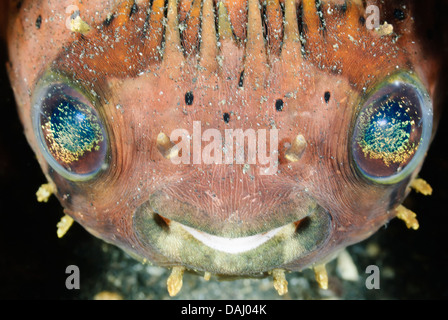 Diodon holocanthus, Balloonfish, Détroit de Lembeh, Sulawesi, Indonésie, Pacifique Banque D'Images