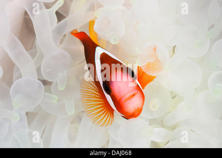 Poisson clown de Clark dans l'anémone blanchie du réchauffement planétaire, de l'Amphiprion clarkii, Détroit de Lembeh, Sulawesi, Indonésie, Pacifique Banque D'Images