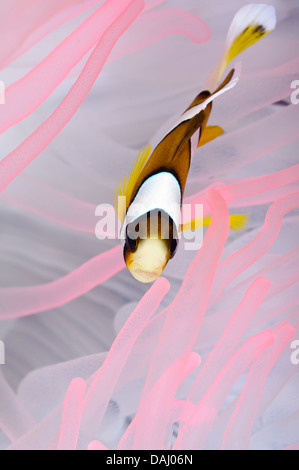 Poisson clown de Clark pour mineurs dans l'anémone blanchie du réchauffement planétaire, de l'Amphiprion clarkii, Détroit de Lembeh, Sulawesi, Indonésie, Banque D'Images