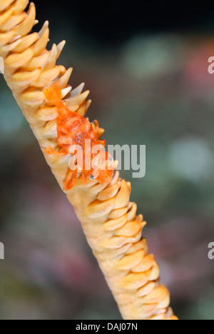 Corail noir, crevette commensale Pontonides ankeri, Détroit de Lembeh, Sulawesi, Indonésie, Pacifique Banque D'Images