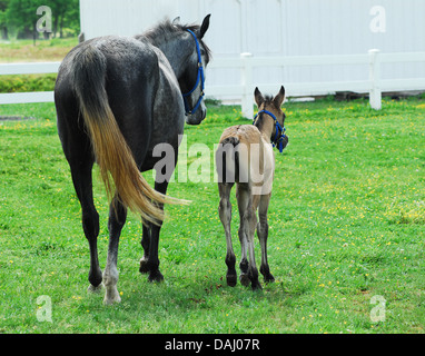 Balades à cheval d'une mère avec son bébé dans le pâturage. Banque D'Images