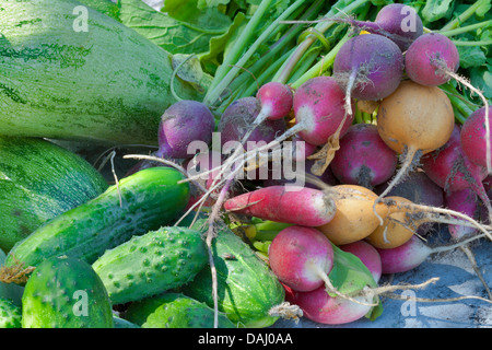 La récolte de légumes d'été de concombres, radis, courgettes, squash Banque D'Images