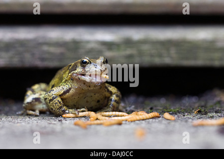 Rana temporaria. Jardin commun. de farine manger grenouille Banque D'Images