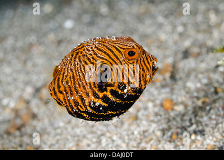 La Star puffer, Arothron stellatus, Détroit de Lembeh, Sulawesi, Indonésie, Pacifique Banque D'Images