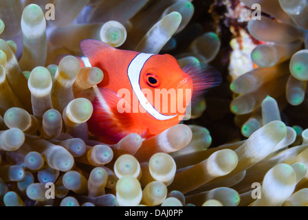 Anemonefish épinecheek mâle, Amphiprion biaculeatus, détroit de Lembeh, Sulawesi, Indonésie, Pacifique Banque D'Images