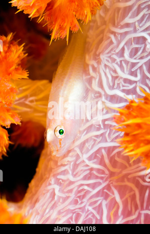 Ghostgoby Pleurosicya coraux mous, boldinghi, Détroit de Lembeh, Sulawesi, Indonésie, Pacifique Banque D'Images