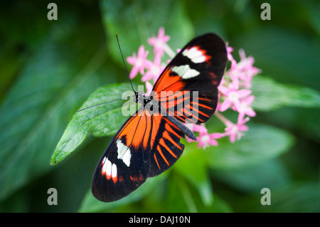 Reiman Gardens, Ames, Iowa, United States of America Banque D'Images