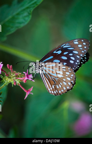 Reiman Gardens, Ames, Iowa, United States of America Banque D'Images