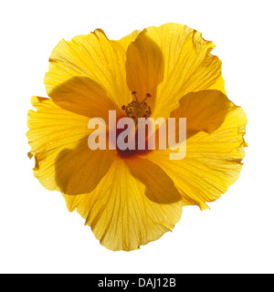 Hibiscus jaune unique rétroéclairé isolated Banque D'Images