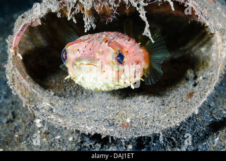 Diodon holocanthus, Balloonfish, Détroit de Lembeh, Sulawesi, Indonésie, Pacifique Banque D'Images