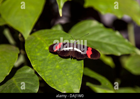 Noir, rouge et blanc Petit Postman Butterfly (Heliconius erato) sur la feuille. Banque D'Images