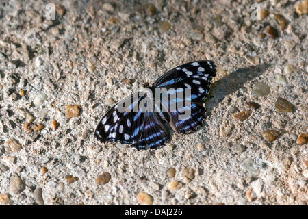 Mexican Bluewing Myscelia ethusa (papillon), ailes ouvertes le béton de granulats de cours. Banque D'Images