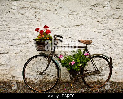 Gros plan vélo d'époque avec un panier et fleurs de Geranium dans un cottage dans la vallée de Boyne d'Irlande, en Europe, fleurs décorées dans un pot de panier de vélo Banque D'Images