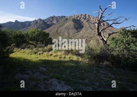 Guadalupe Mountains National Park, TX Banque D'Images