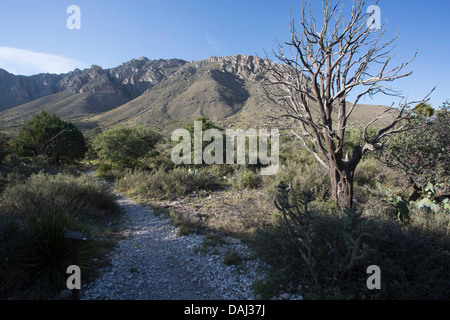 Guadalupe Mountains National Park, TX Banque D'Images