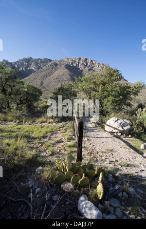 Guadalupe Mountains National Park, TX Banque D'Images