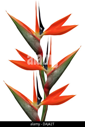 Bouquet de fleurs Oiseaux de paradis sur fond blanc Banque D'Images