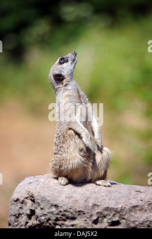 MEERKAT À NOUVEAU VERS LE HAUT DE LA RECHERCHE DE LA FAUNE SURICATES DRÔLES ANIMAUX COMPAGNIE D'INHALATION DE COMPARER LA VISION DU MARCHÉ BRITANNIQUE DES YEUX Banque D'Images