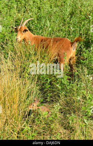 Merrick sud 14 juillet 2013 aux États-Unis. Un lapin et un au-dessus, les chèvres naines sont dans les hautes herbes à Levy Park & préserver, en tant que Service Météorologique National étend son comité consultatif de chaleur à Long Island jusqu'au jour suivant. Rive sud a aidé les vents au parc de faire face à la vague de dangereux qui sévit dans le nord-est, 92 degrés Celsius, 33 degrés Celsius. Credit : Ann E Parry/Alamy Live News Banque D'Images