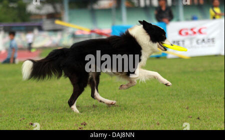 Jul 13, 2013 - Koronadal, Philippines - un chien prend part à la 21e Philippines chien d'athlétisme championnats d'agilité dans le sud de la ville de Koronadal Philippines. (Crédit Image : ©/ZUMAPRESS.com) Jef Maitem Banque D'Images