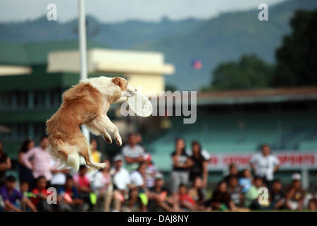 Jul 13, 2013 - Koronadal, Philippines - un chien prend part à la 21e Philippines chien d'athlétisme championnats d'agilité dans le sud de la ville de Koronadal Philippines. (Crédit Image : ©/ZUMAPRESS.com) Jef Maitem Banque D'Images