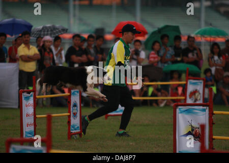 Jul 13, 2013 - Koronadal, Philippines - un chien prend part à la 21e Philippines chien d'athlétisme championnats d'agilité dans le sud de la ville de Koronadal Philippines. (Crédit Image : ©/ZUMAPRESS.com) Jef Maitem Banque D'Images