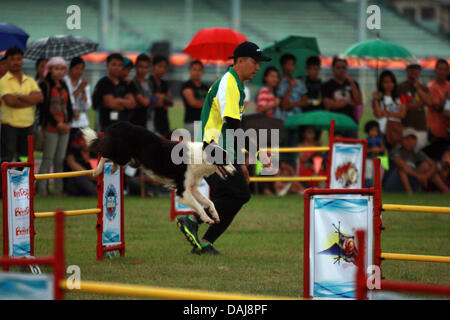 Jul 13, 2013 - Koronadal, Philippines - un chien prend part à la 21e Philippines chien d'athlétisme championnats d'agilité dans le sud de la ville de Koronadal Philippines. (Crédit Image : ©/ZUMAPRESS.com) Jef Maitem Banque D'Images