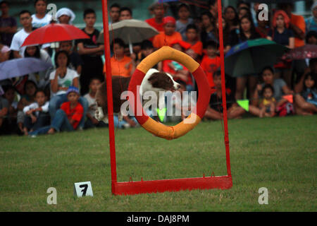 Jul 13, 2013 - Koronadal, Philippines - un chien prend part à la 21e Philippines chien d'athlétisme championnats d'agilité dans le sud de la ville de Koronadal Philippines. (Crédit Image : ©/ZUMAPRESS.com) Jef Maitem Banque D'Images