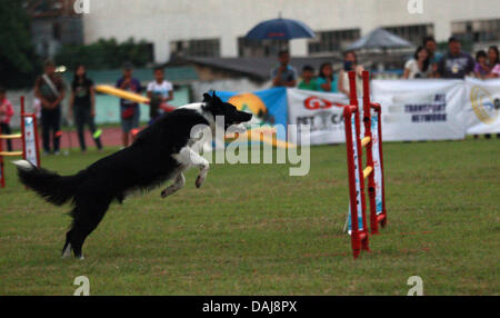 Jul 13, 2013 - Koronadal, Philippines - un chien prend part à la 21e Philippines chien d'athlétisme championnats d'agilité dans le sud de la ville de Koronadal Philippines. (Crédit Image : ©/ZUMAPRESS.com) Jef Maitem Banque D'Images