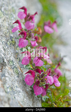 Kerner de Furbish (Pedicularis kerneri), blooming, Suisse Banque D'Images