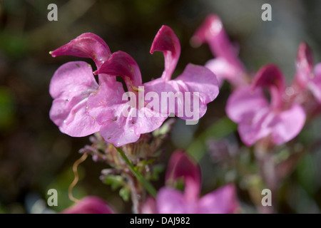 Kerner de Furbish (Pedicularis kerneri), blooming, Suisse Banque D'Images