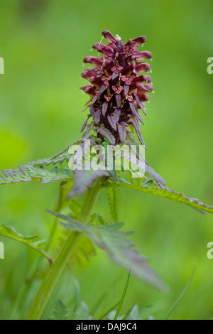 Furbish (Pedicularis recutita), blooming, Autriche Banque D'Images