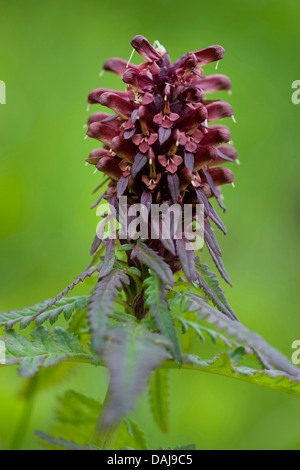 Furbish (Pedicularis recutita), blooming, Autriche Banque D'Images