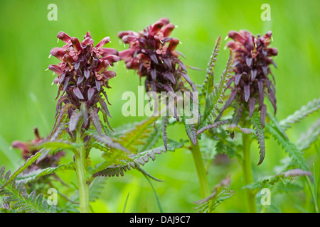 Furbish (Pedicularis recutita), blooming, Autriche Banque D'Images