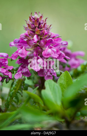 La pédiculaire verticillée (Pedicularis verticillata), blooming, Suisse Banque D'Images