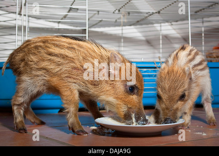 Le sanglier, le porc, le sanglier (Sus scrofa), deux jeunes en douceur les animaux qui se nourrissent d'une plaque , Allemagne Banque D'Images