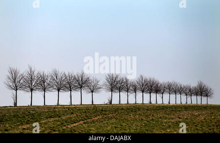 Les arbres dans une ruelle près de Muecheln, Allemagne, 29 mars 2011. Photo : Jan Woitas Banque D'Images