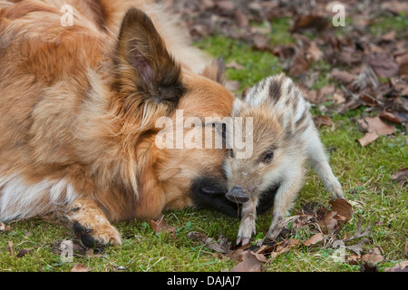 Le sanglier, le porc, le sanglier (Sus scrofa), douce jeune animal jouant avec un chien dans le jardin, Allemagne Banque D'Images