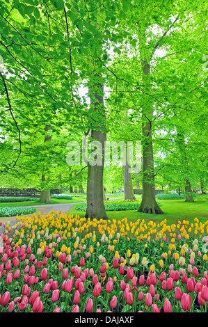 Tulipes au printemps dans le parc à l'heure du matin Banque D'Images