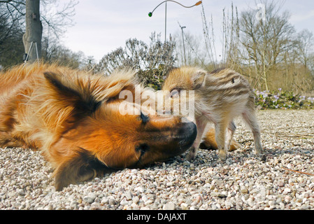 Le sanglier, le porc, le sanglier (Sus scrofa), shote jouant avec un chien dans le jardin, Allemagne Banque D'Images