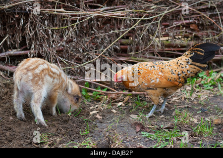 Le sanglier, le porc, le sanglier (Sus scrofa), d'enracinement shote dans le sol pour chercher de la nourriture et un poulet qui veillaient sur, Allemagne Banque D'Images