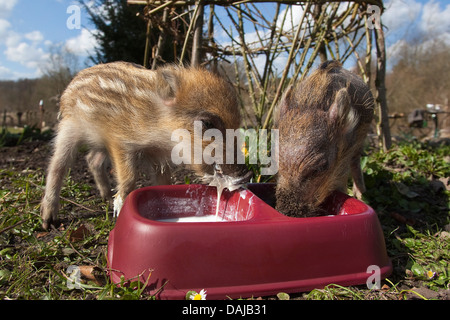 Le sanglier, le porc, le sanglier (Sus scrofa), deux shotes feeding out d'une gamelle dans le jardin, Allemagne Banque D'Images