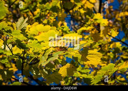 Feuilles de chêne jaune en automne, Angleterre Banque D'Images