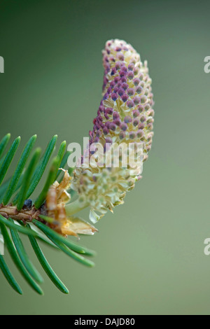 L'épinette de Norvège (Picea abies), fleur mâle, Allemagne Banque D'Images