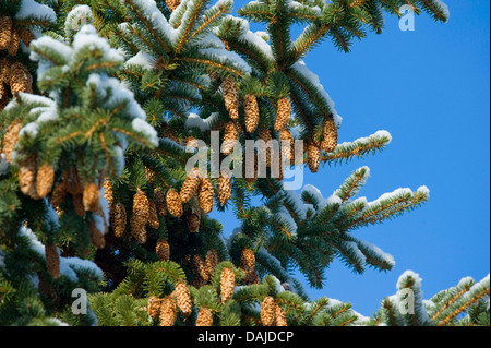 L'épinette de Norvège (Picea abies), snow-covered wi 9 cônes, Allemagne Banque D'Images