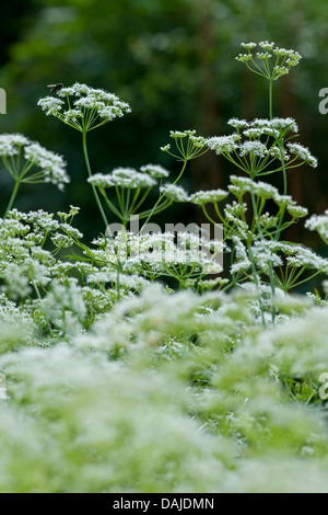 Anis (Pimpinella anisum), blooming Banque D'Images